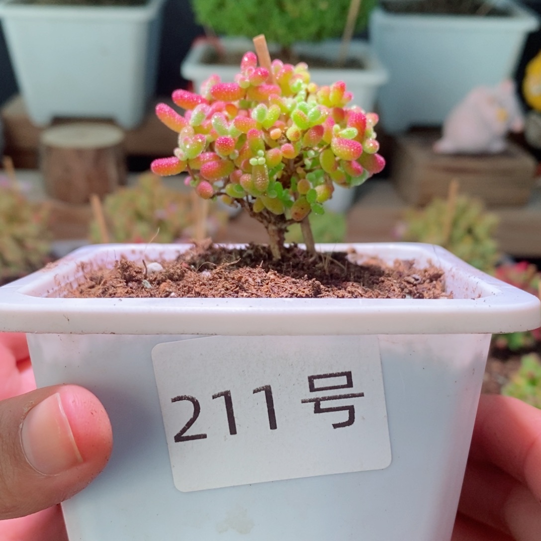 蜜橘带盆土发货一物一拍