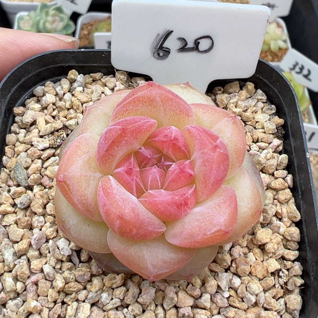 620号奶芙 晗雨多肉