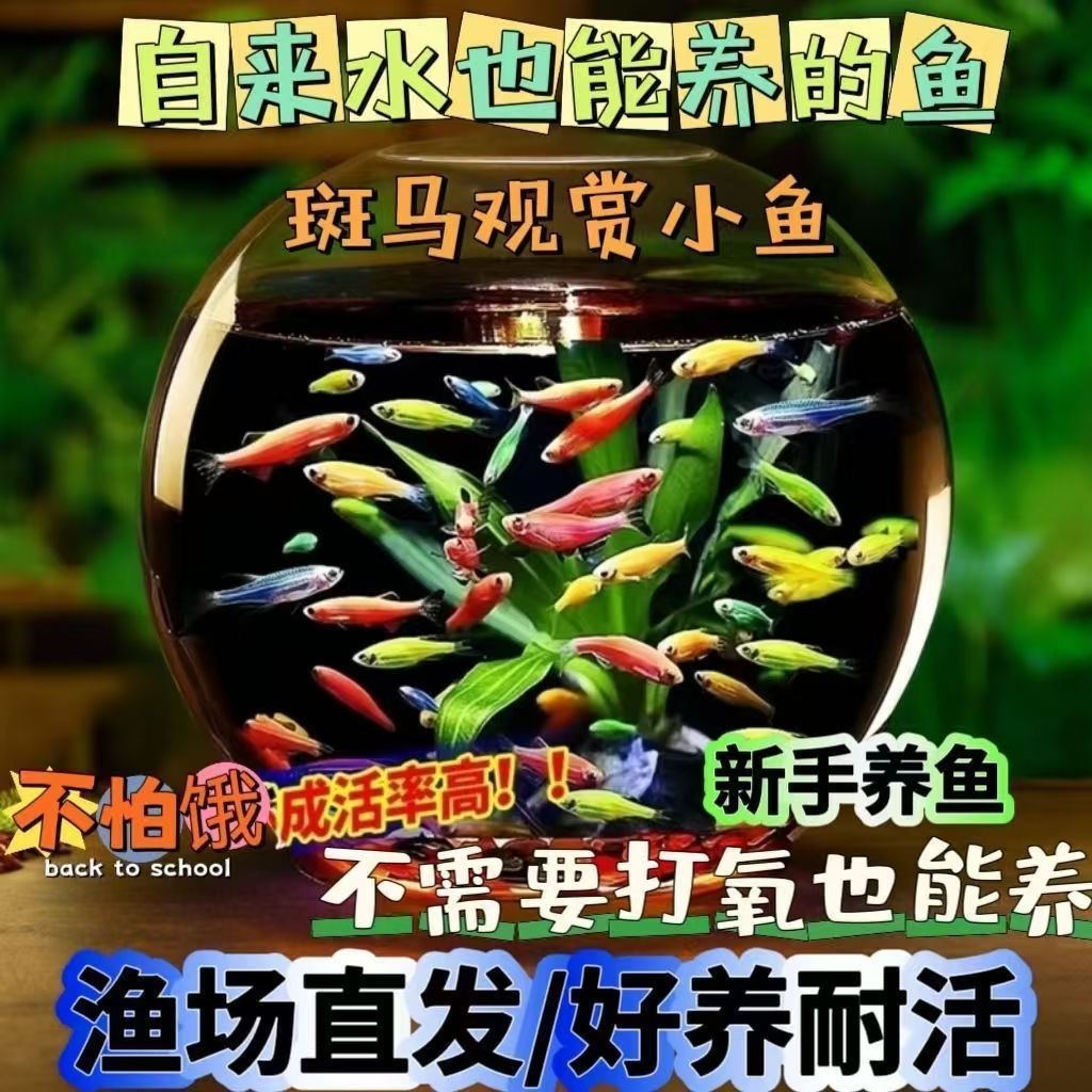 七彩斑马鱼小型热带淡水观赏鱼灯科鱼好养耐活适合新手