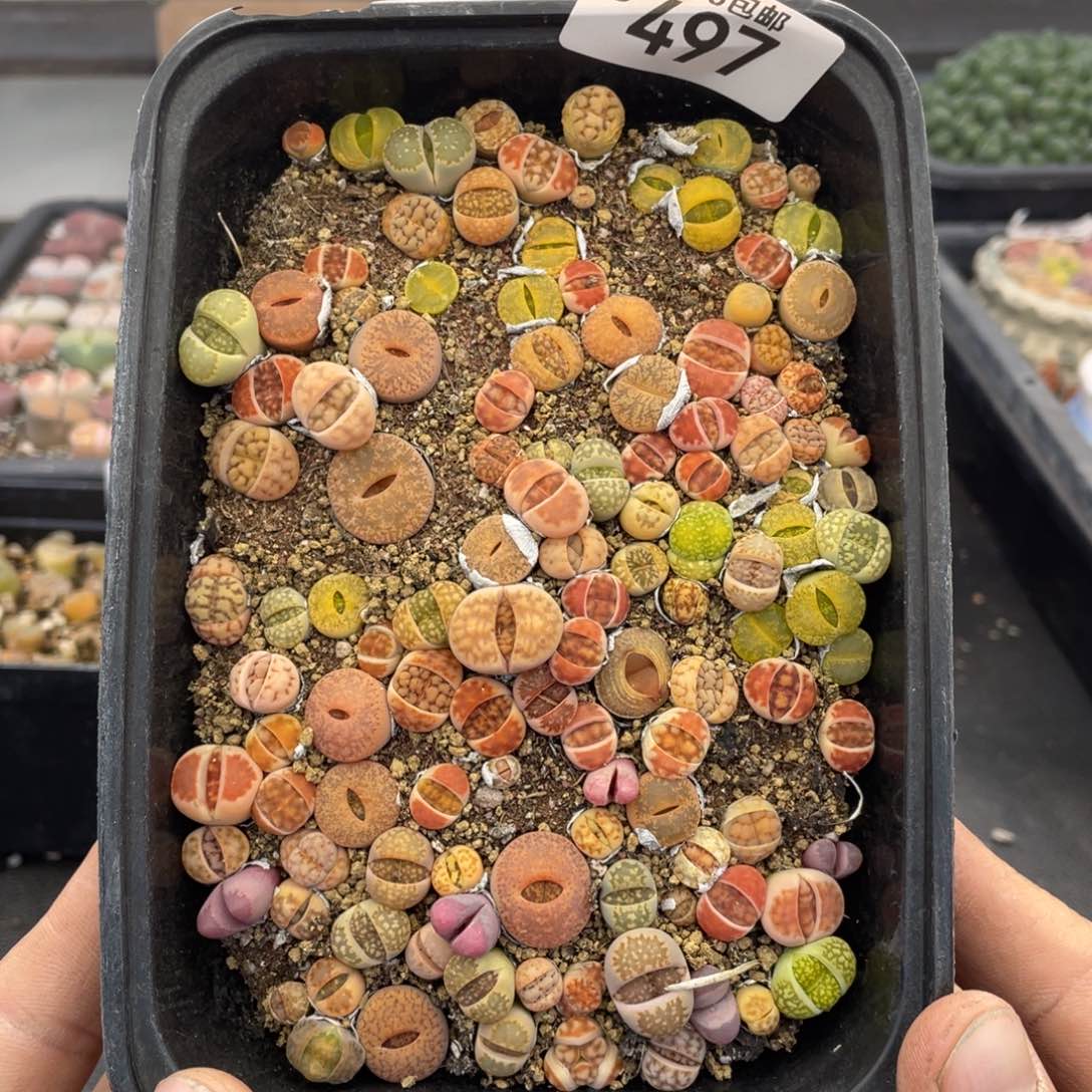 无铅玻璃0000000000000497