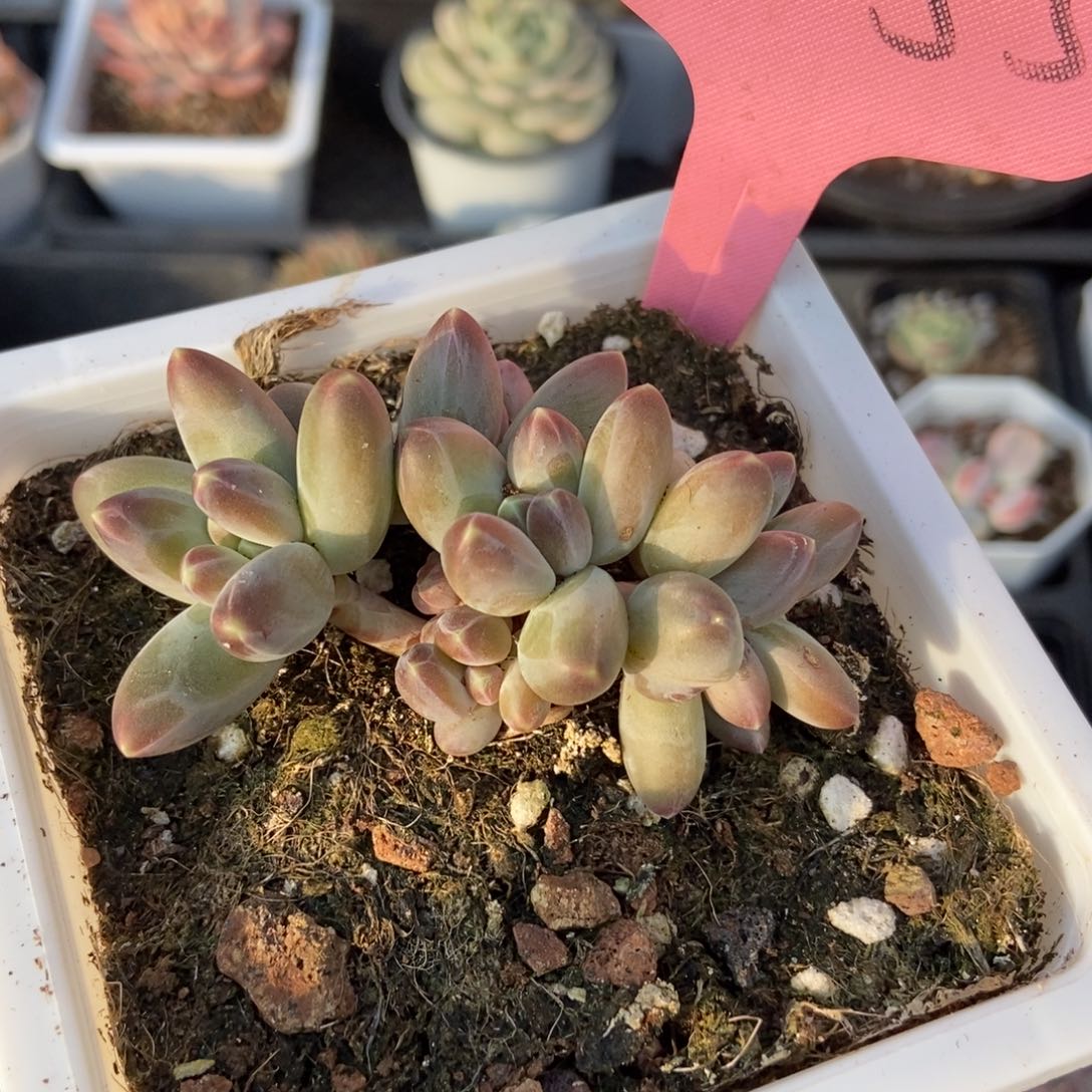 2055牧斯美人多肉植物保护