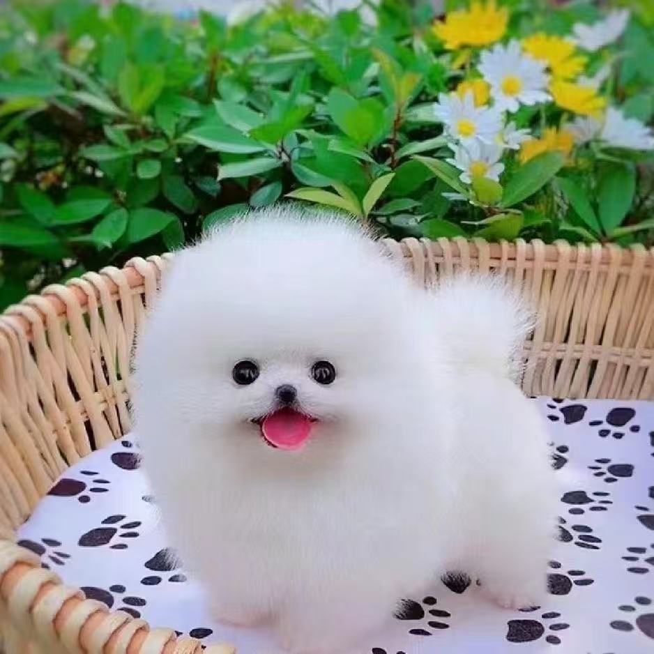 超萌可爱长不大白色博美幼犬小型宠物狗（西）