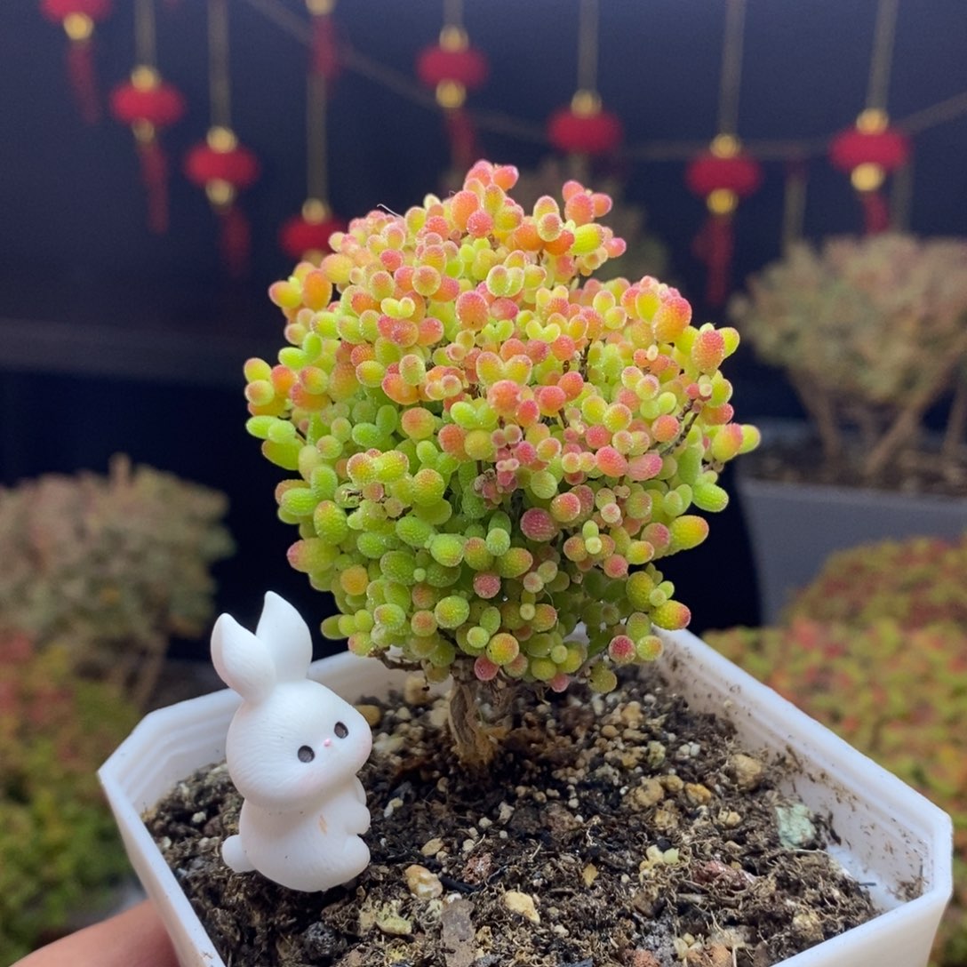 65号蜜橘糖球枝干多肉