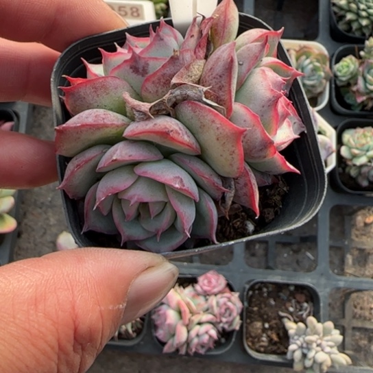 299侧影多肉植物多