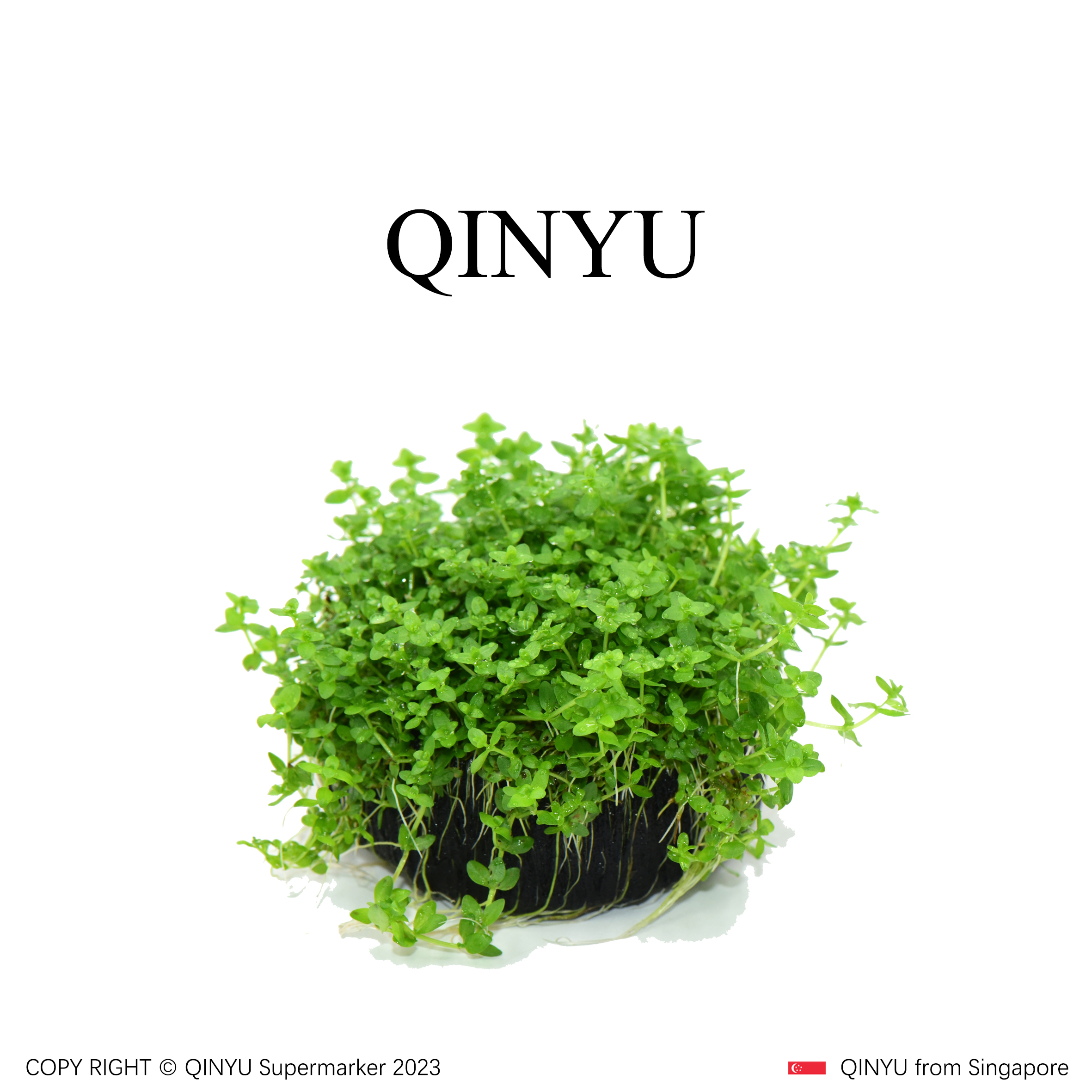 【直播福利】高珍珠坨草 新手懒人水草 无需底沙入缸成景