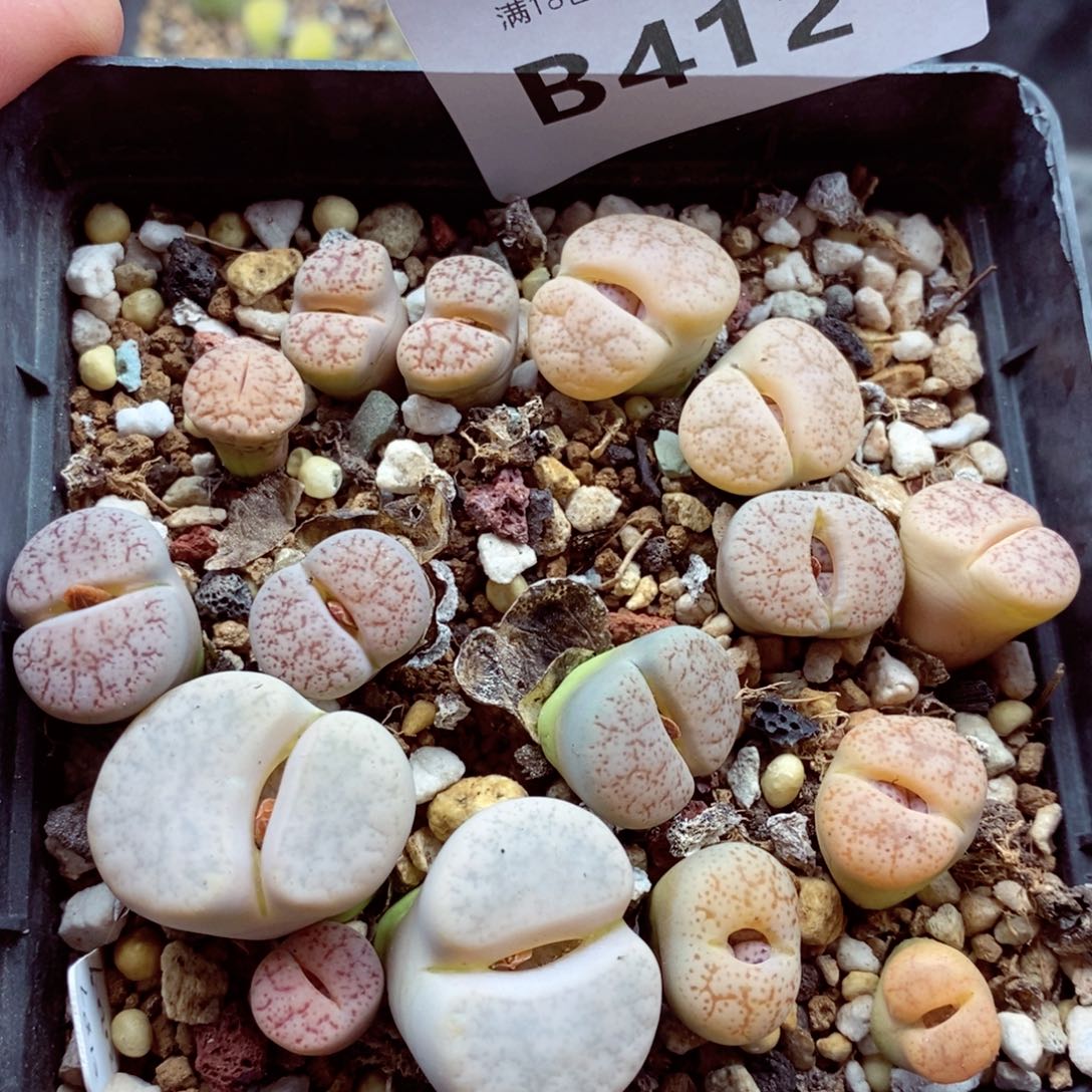 我的小姐姐们都是我的412
