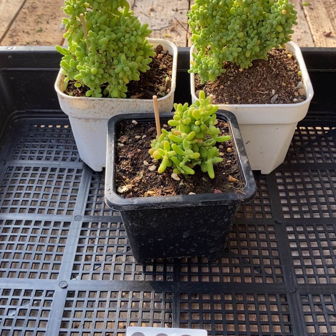 枝干番杏多肉植物998