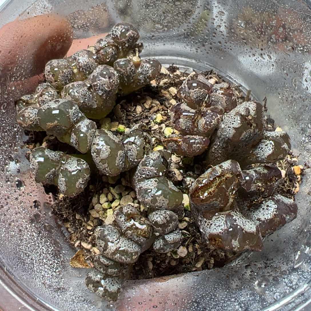 【闪购商品】 1011。   