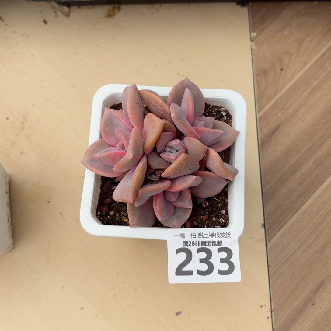 彩虹糖无盆土发货