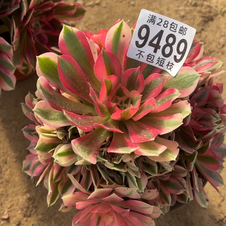 粉女巫多肉植物法师9489