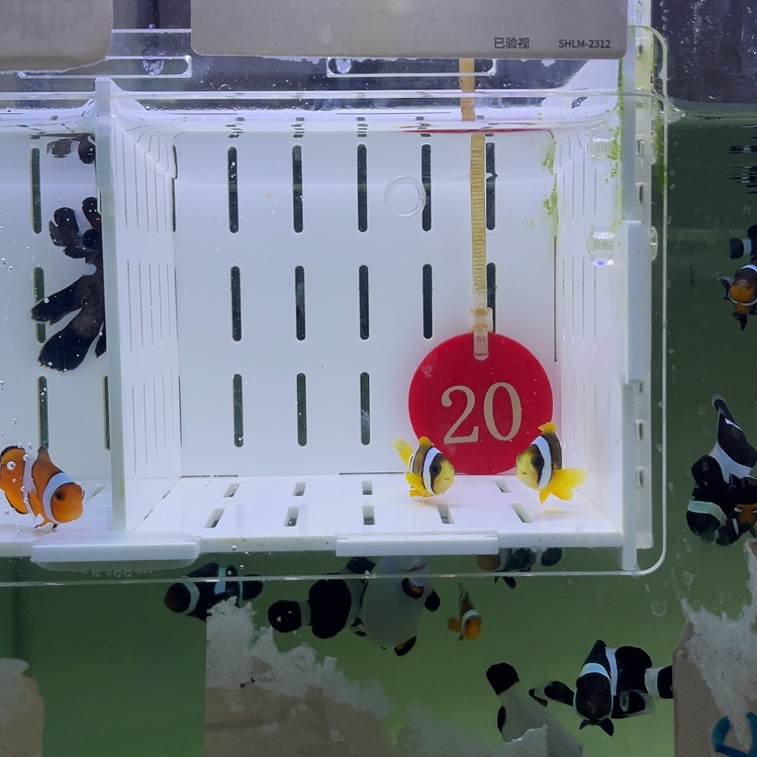 海水鱼人工金双待