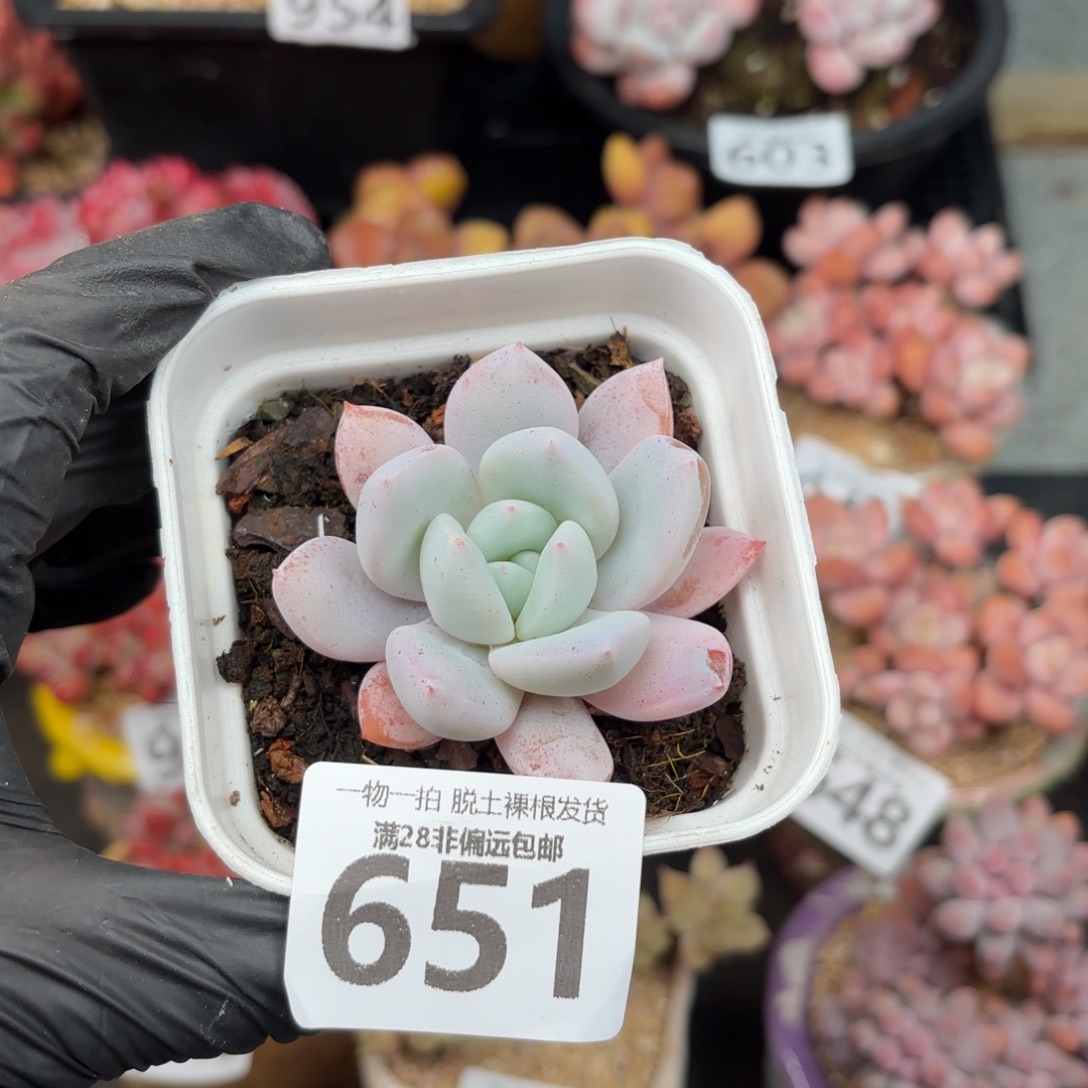 祖母绿无盆土发货