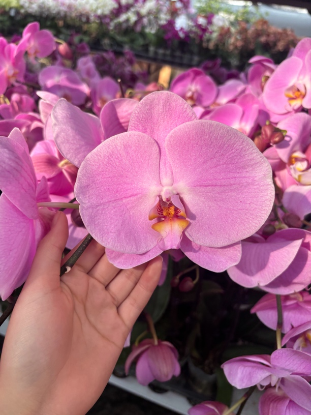 新德里——蝴蝶兰 开花发货 室内绿植