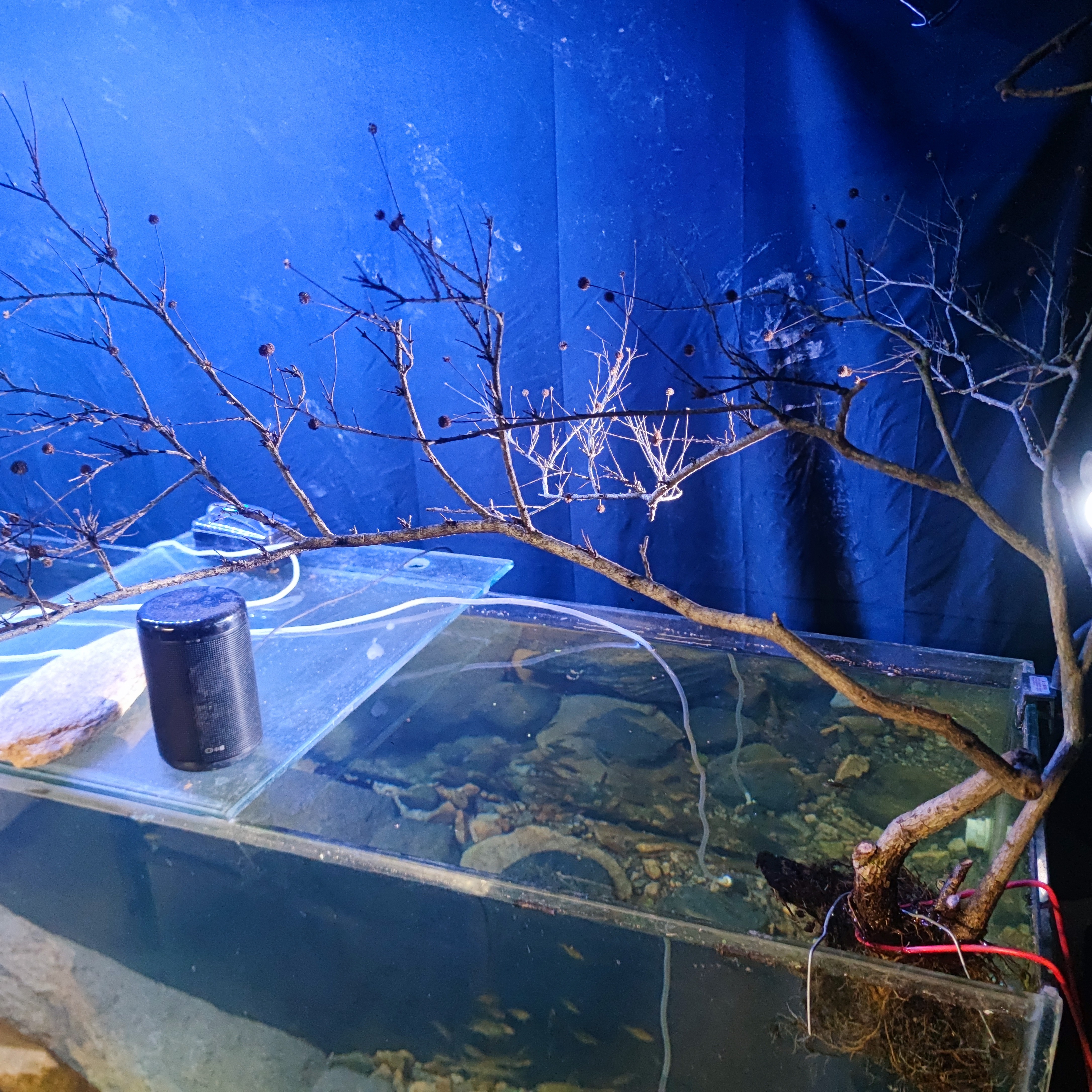 一物一拍，精品，一颗水杨梅鱼缸造景水草缸雨林缸树枝树根微景观