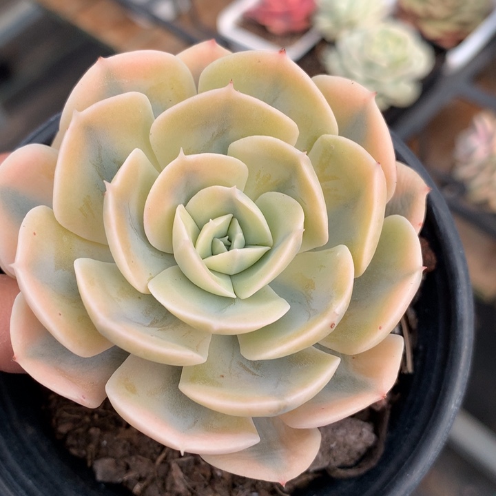 鲁氏锦多肉植物的