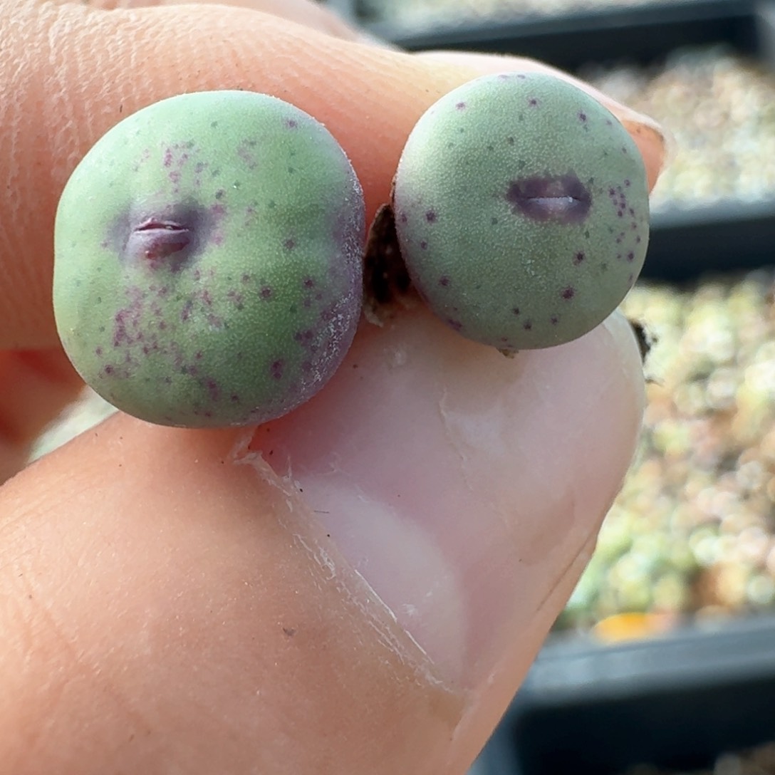 553两颗优选紫皮大红嘴