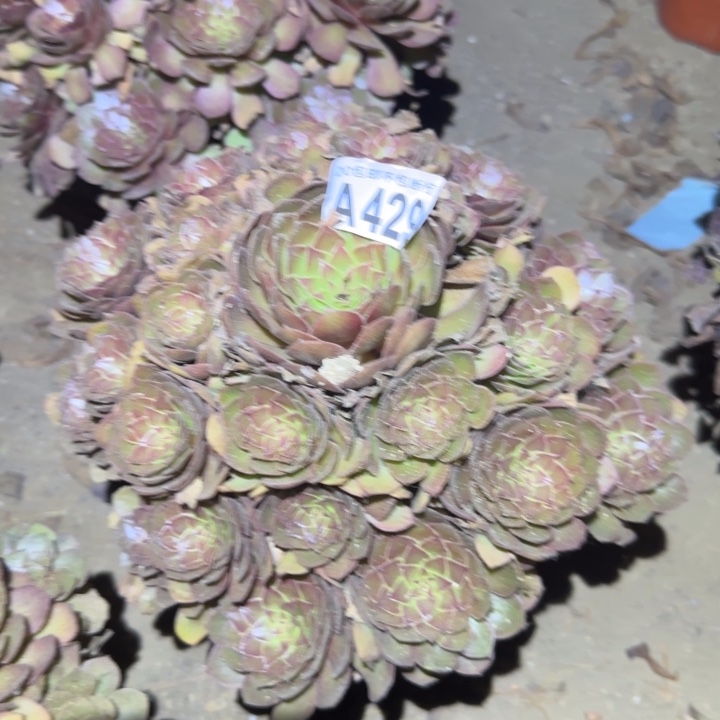 红魔。不包断枝…………