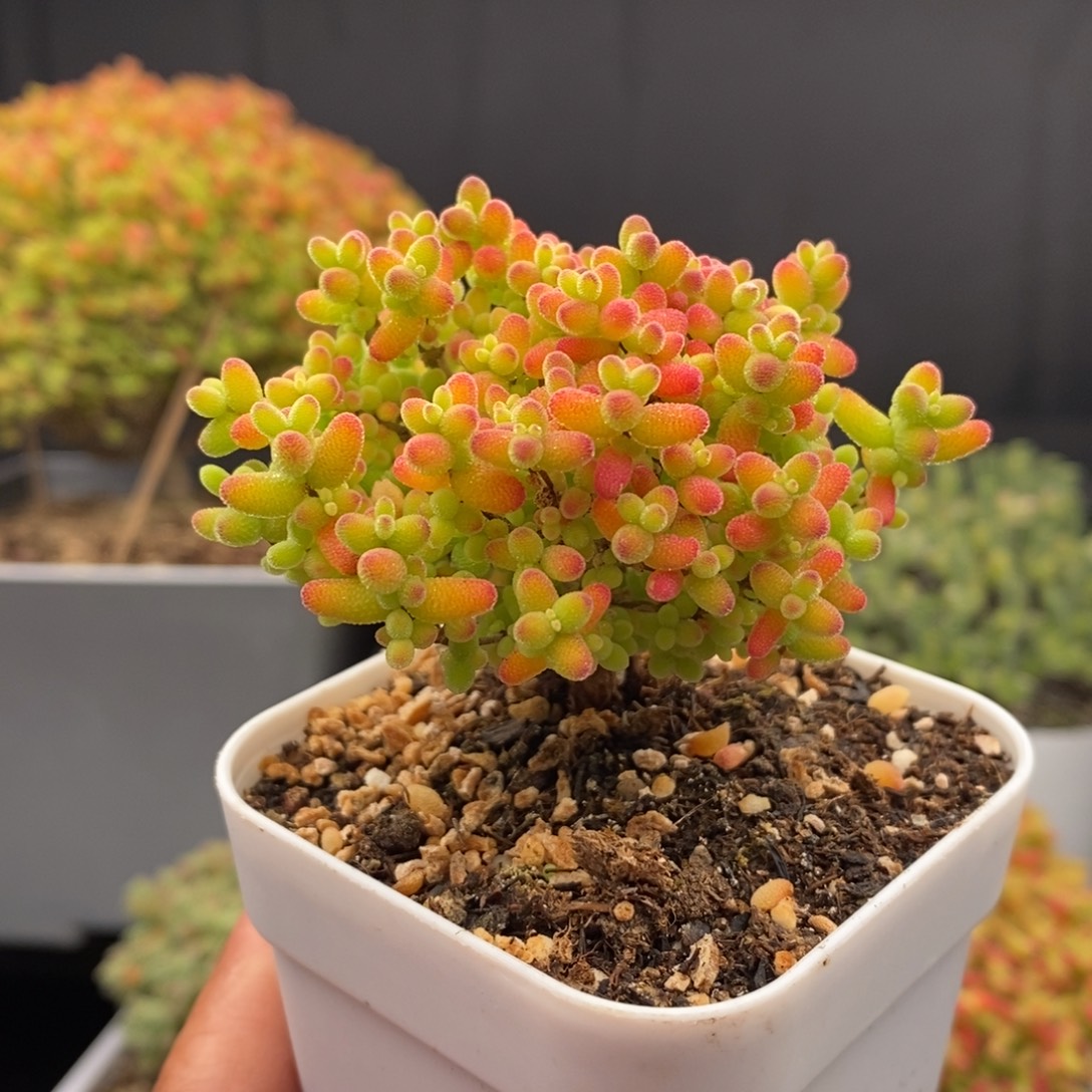 无花朵6号蜜橘糖球枝干