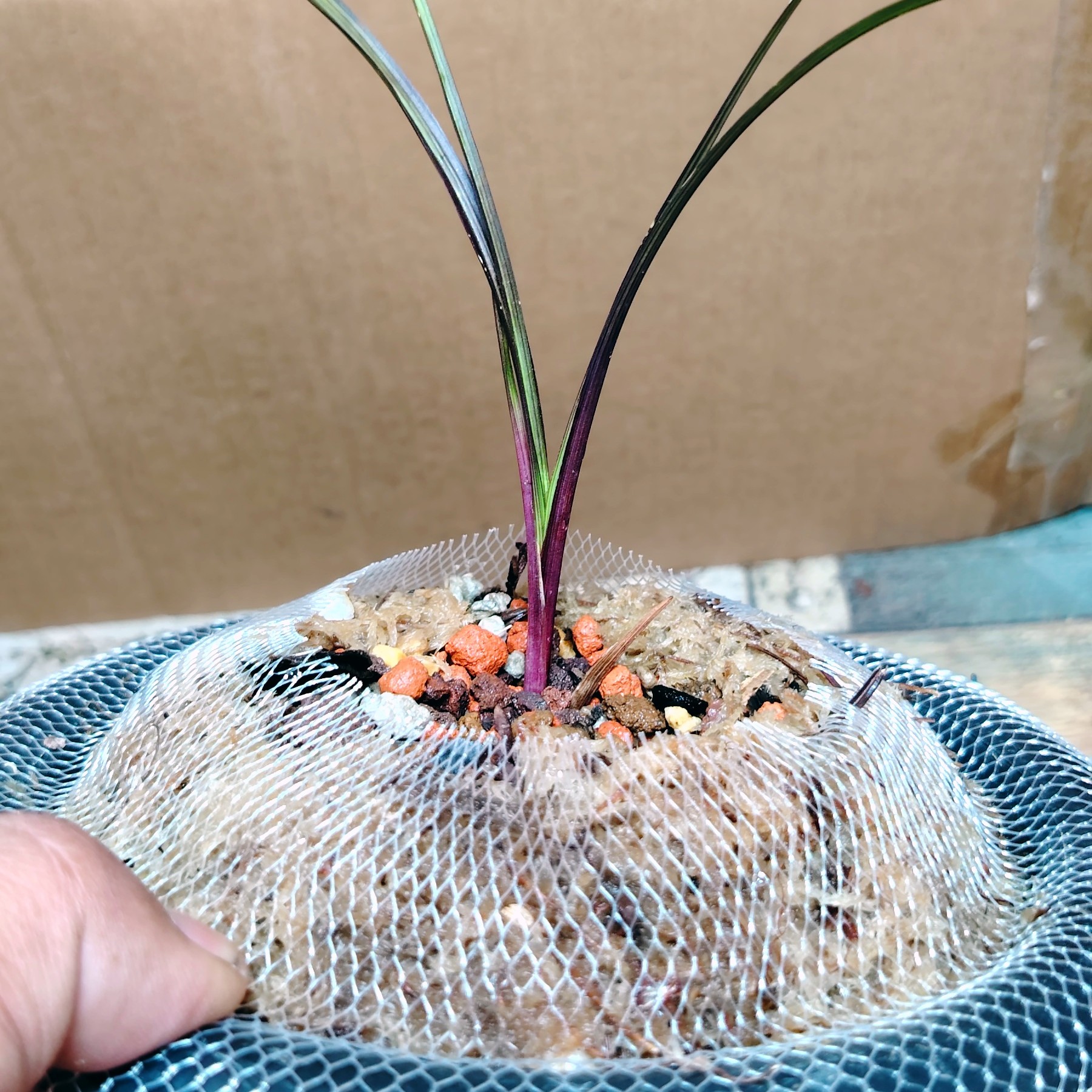 莲瓣串种资源苗型赌 草