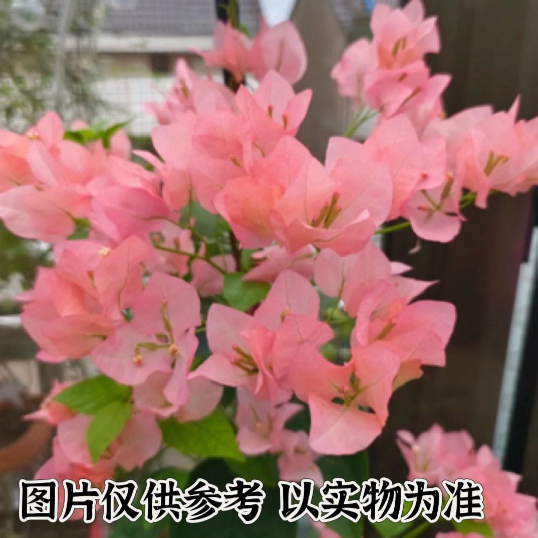 【阿奴那】正宗三角梅基地直发阳台庭院可垂丝可飘枝可爬藤带花发货