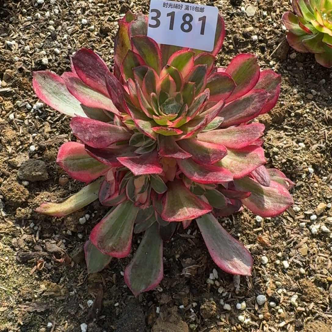 3181黑魔锦多肉植物