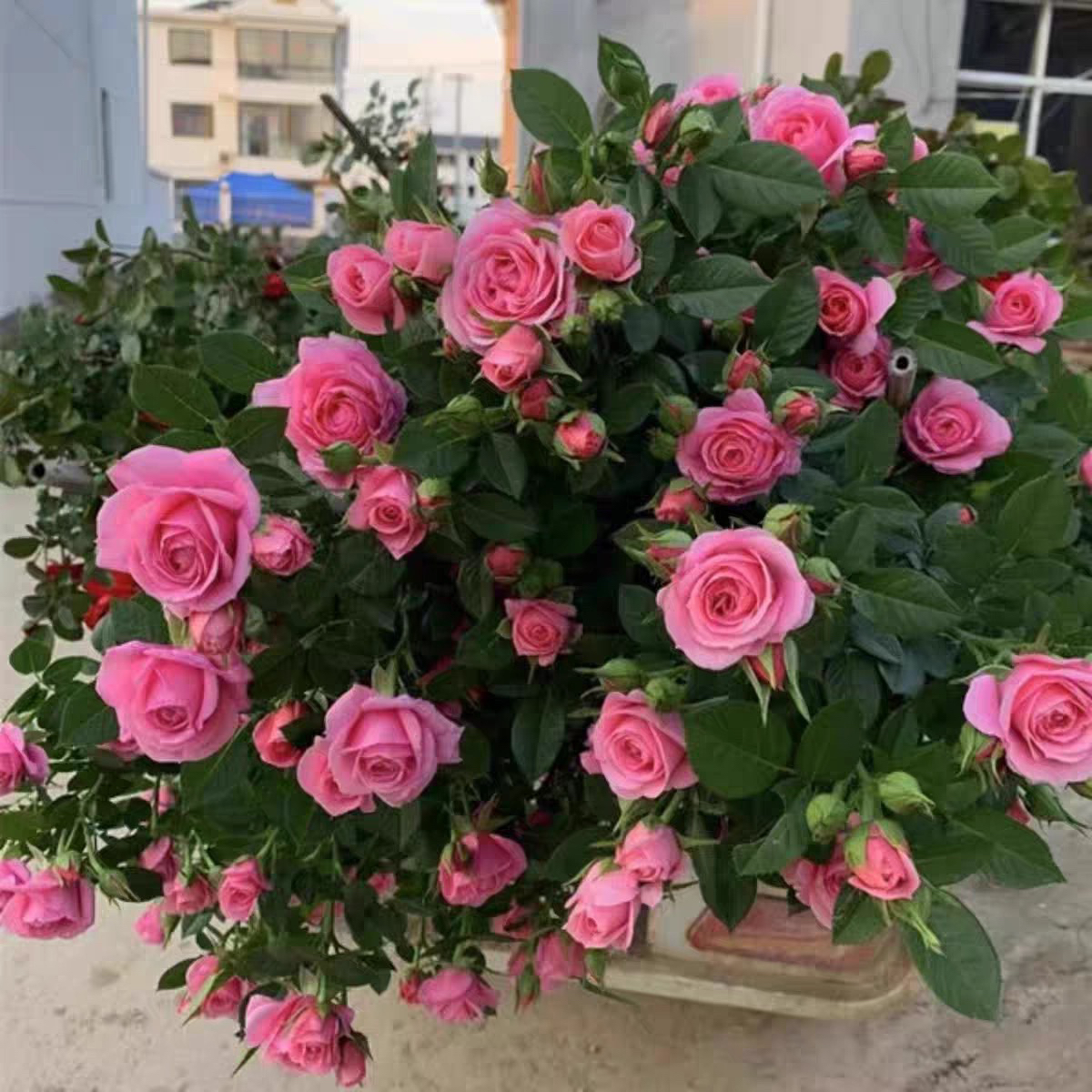 嬉皮士星星大苗爬藤月季四季开花盆栽藤本月季庭院花墙浓香