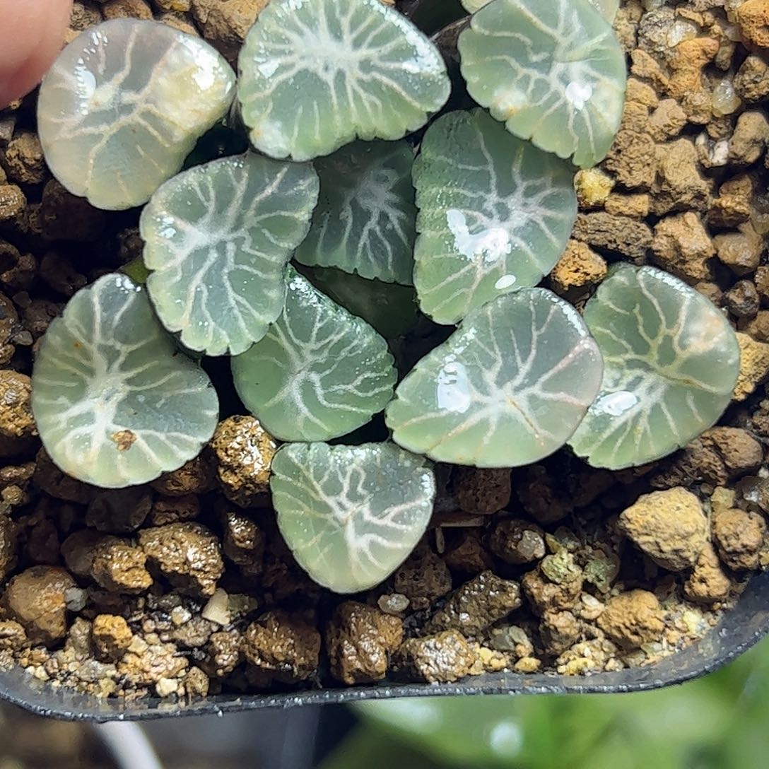 冰雷特选十二卷十二