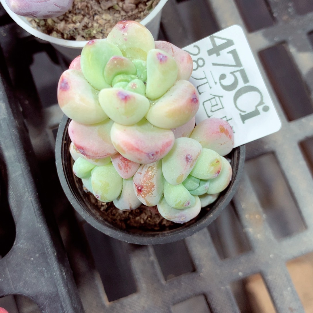 5厘米盆精控多肉475