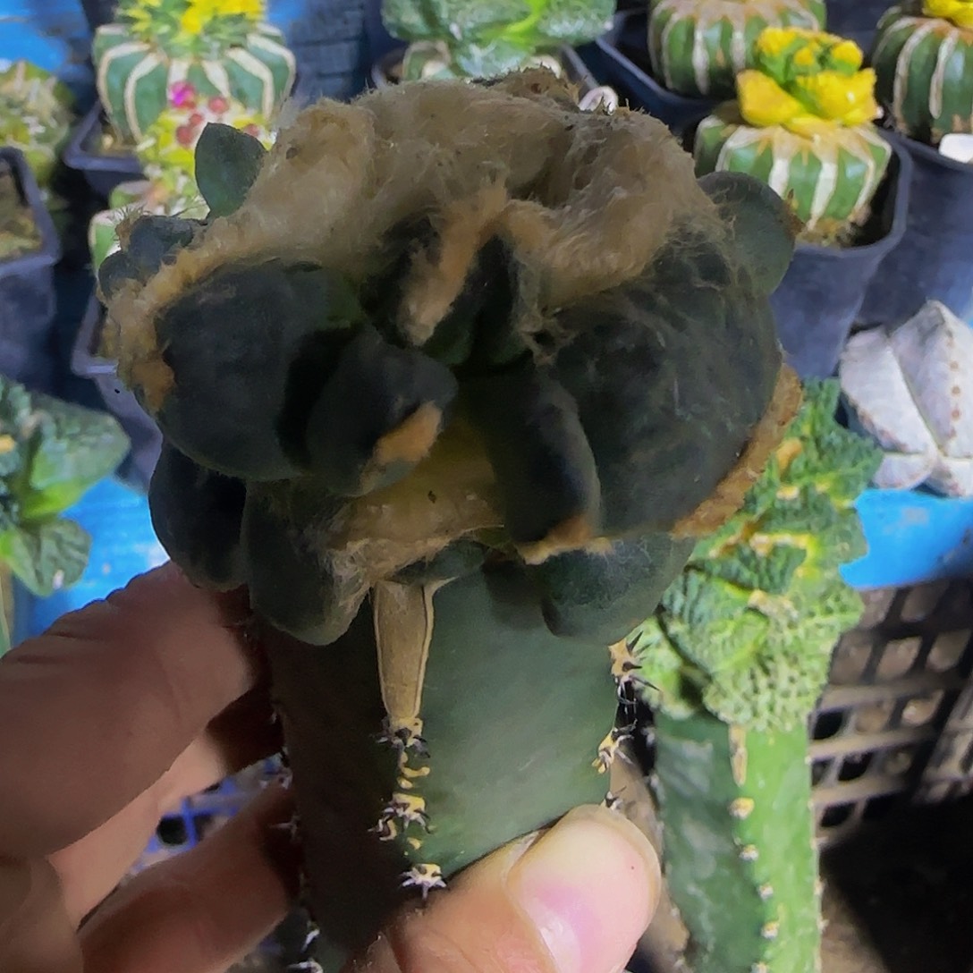 连瓷叉尤蛋蛋181仙人球