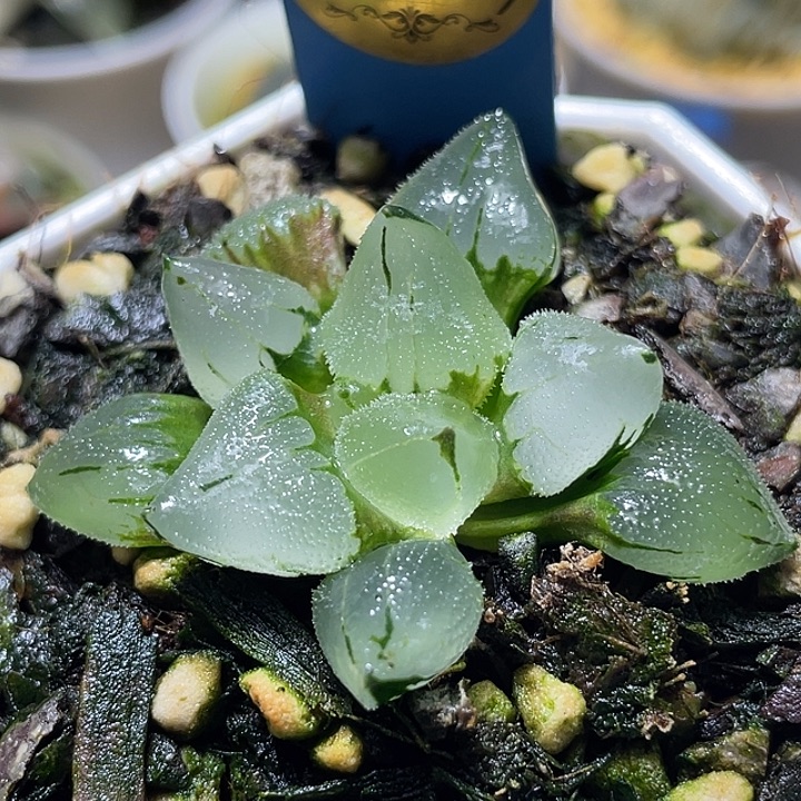 644冰玉鸾特选福利