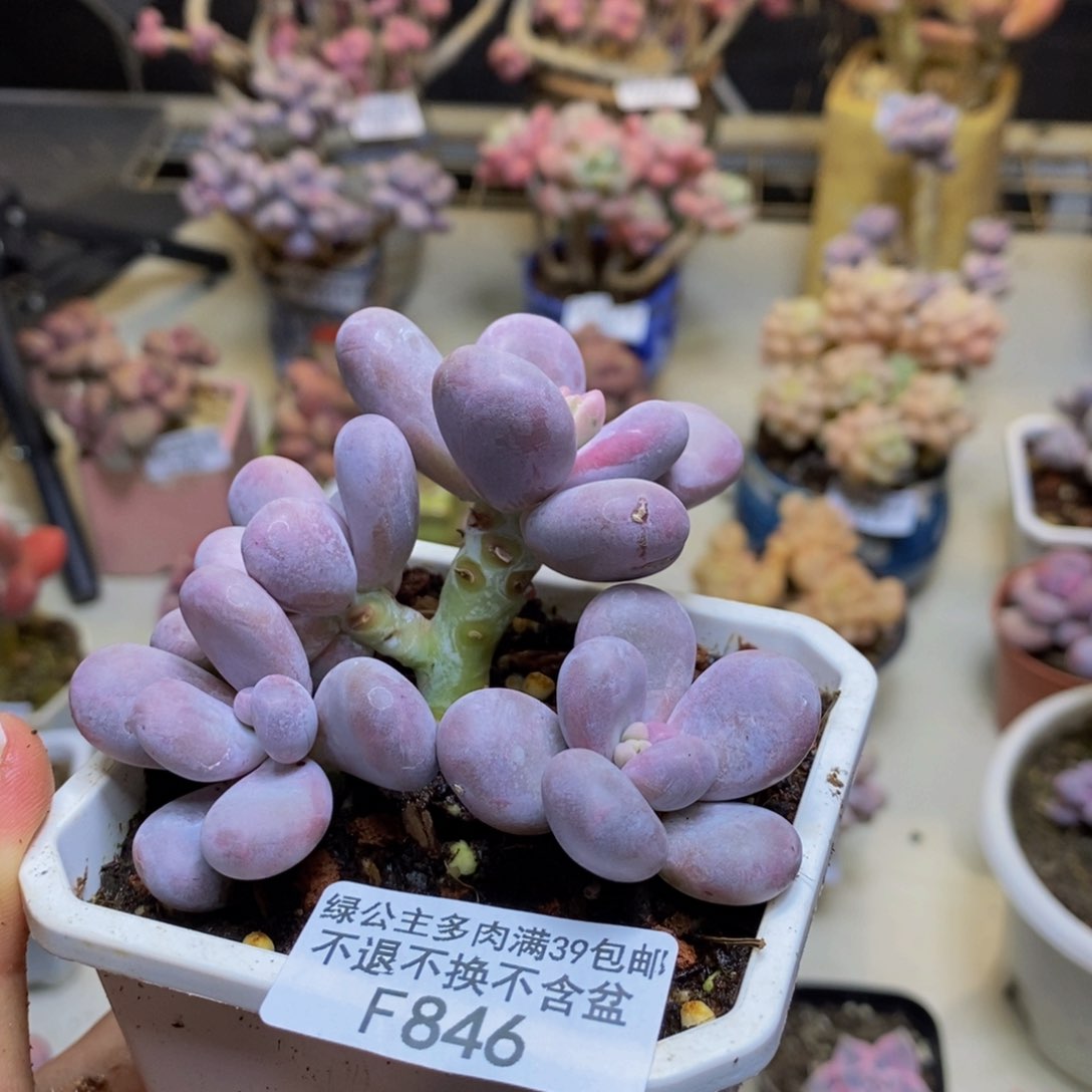 846水光针多肉7c m