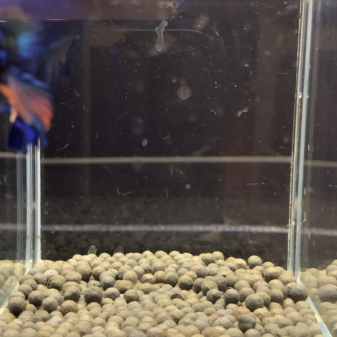 海水鱼七弟泰国斗鱼846