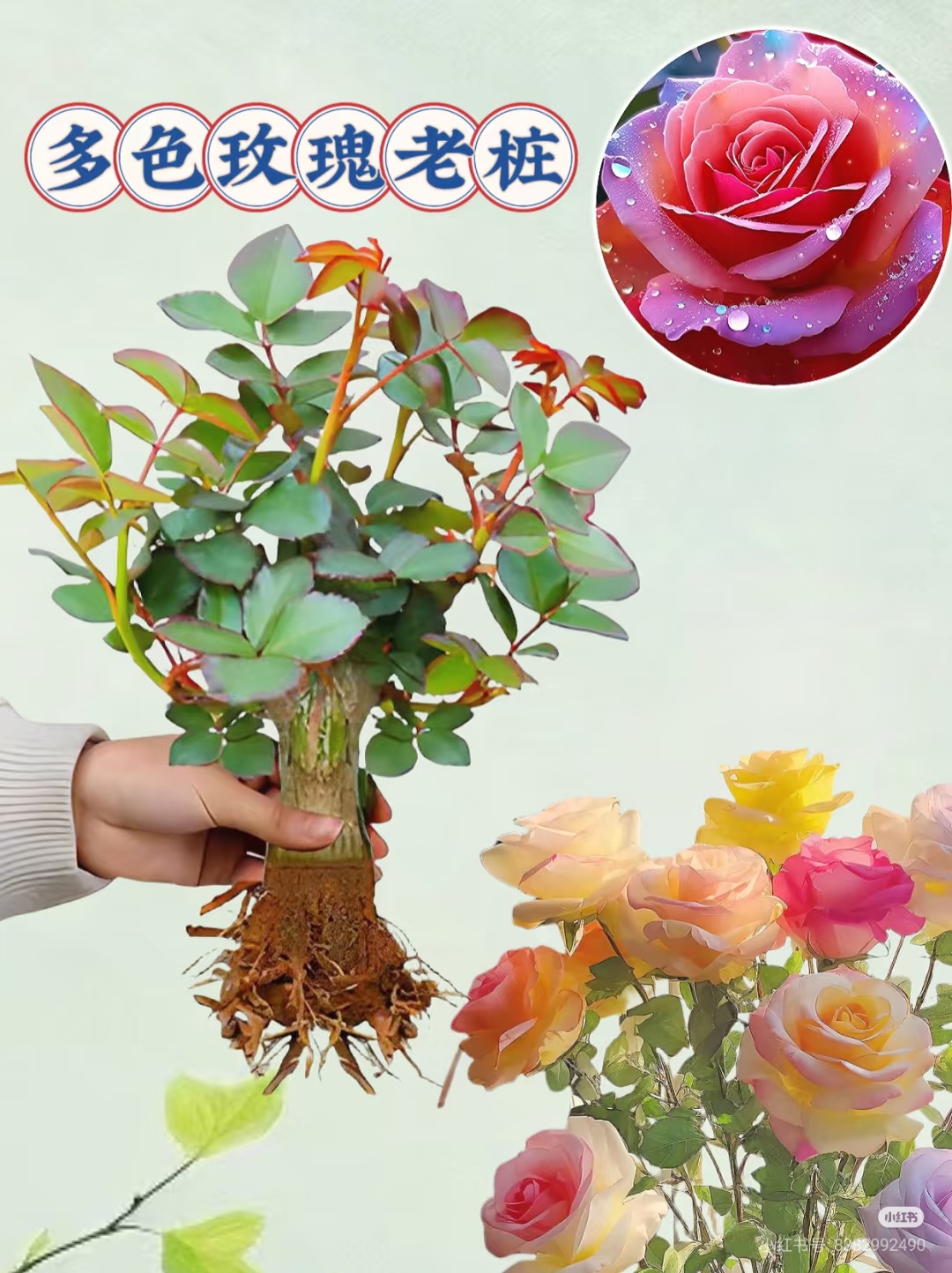 多色玫瑰花苗切花月季阳台花卉耐寒盆栽蔷薇绿植