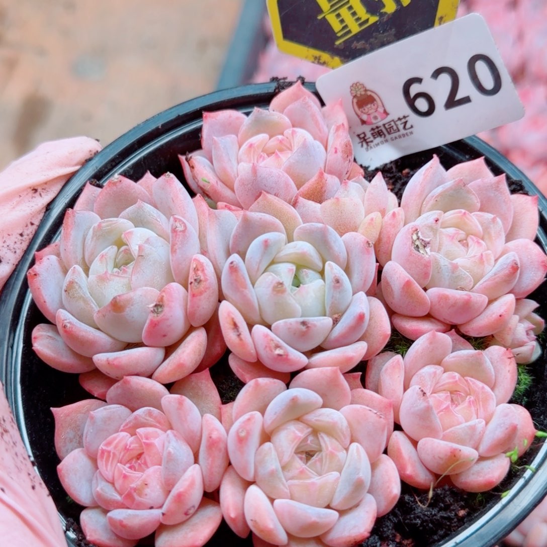 多肉植物多肉植物