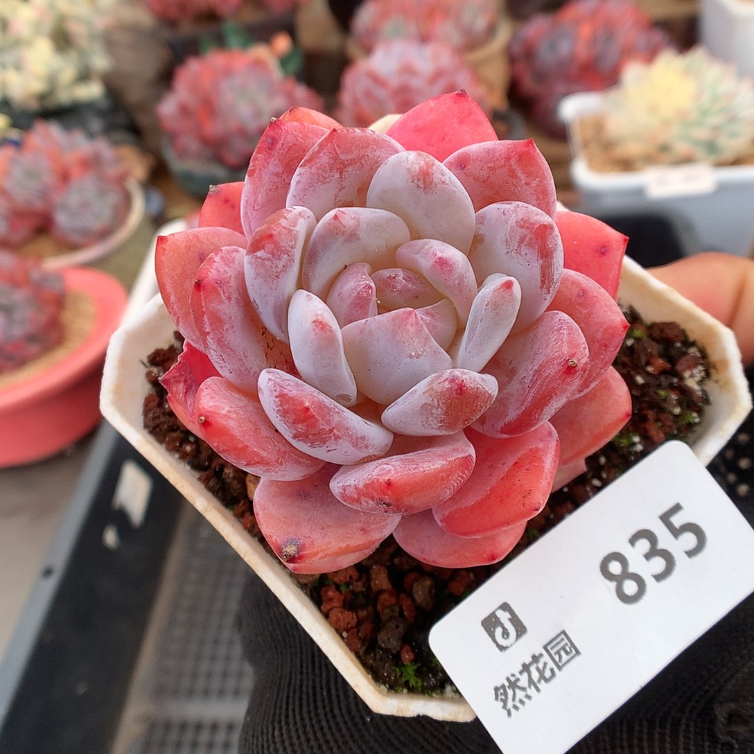835雪天使多肉植物666