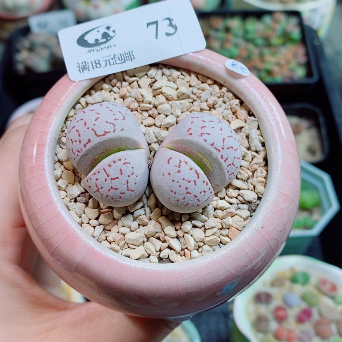 生石花花花花花花花花73