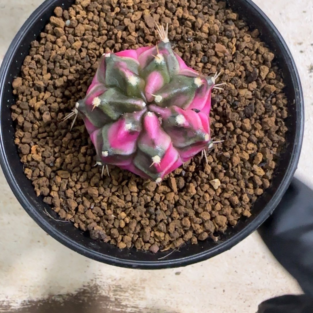 风***狂小猪福利价直接拍就行