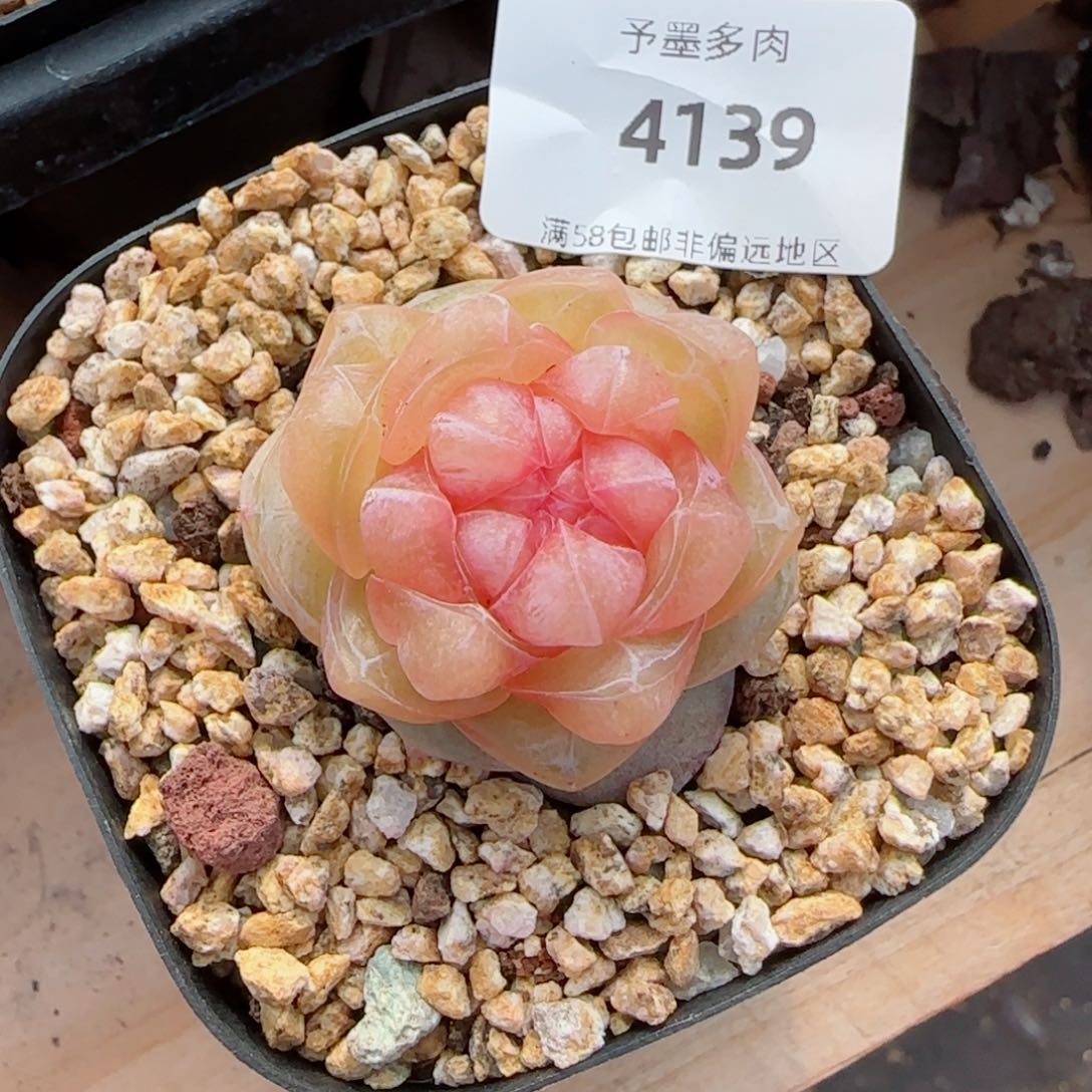 孤品珍妮，4139多肉植物