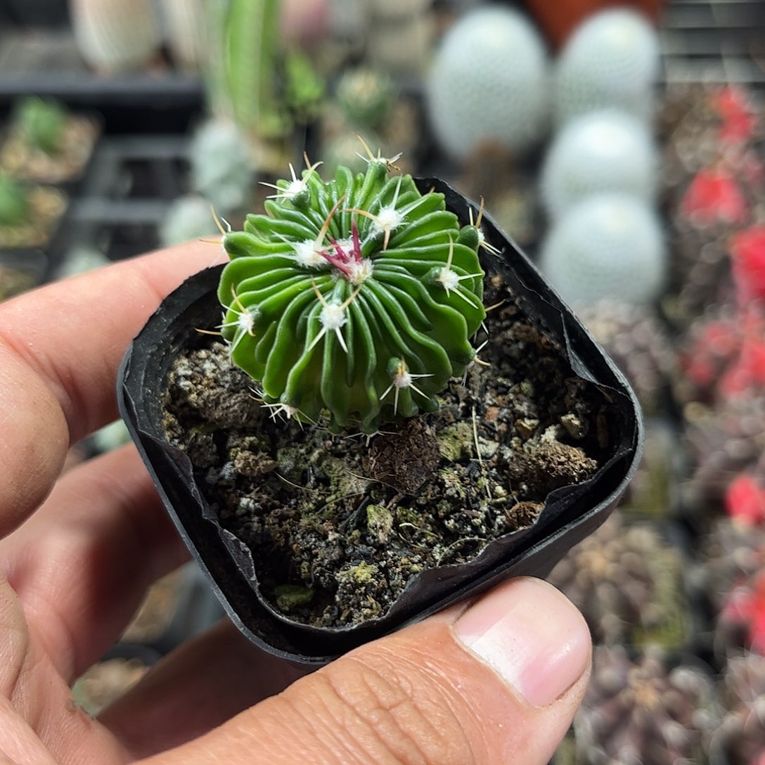 辛巴克单头发货单头仙人球