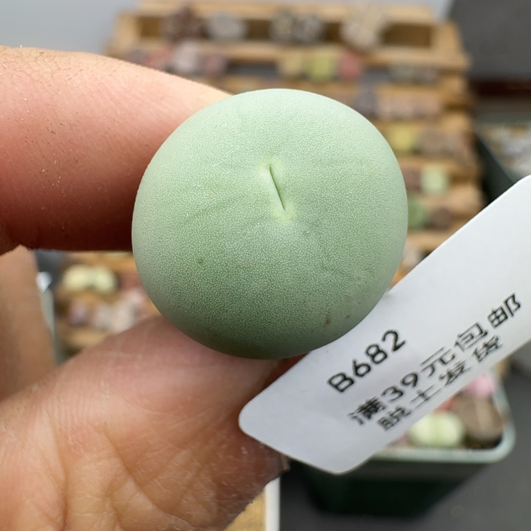 682多肉哈哈哈哈哈哈