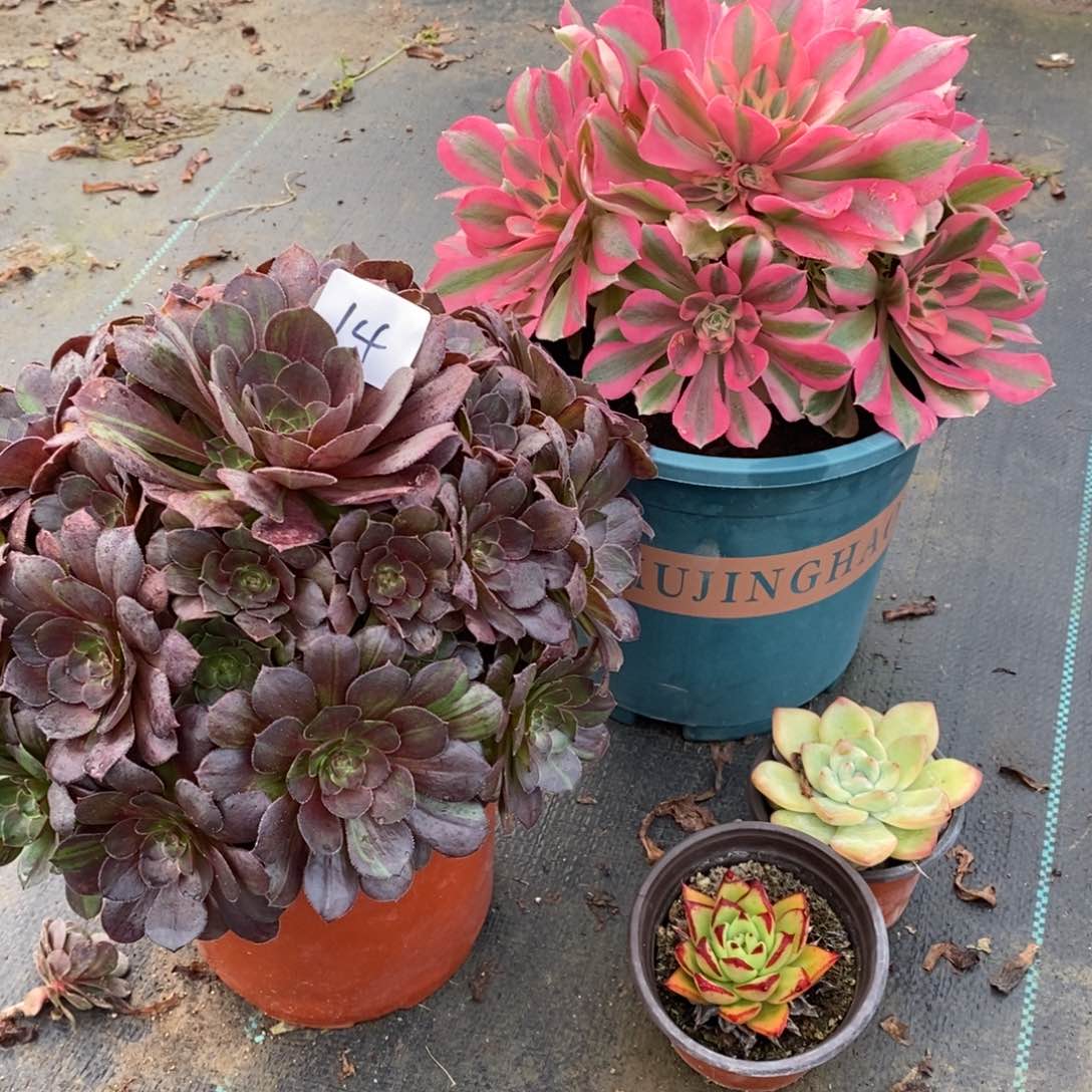 全部花朵多肉植物组合拼盘14