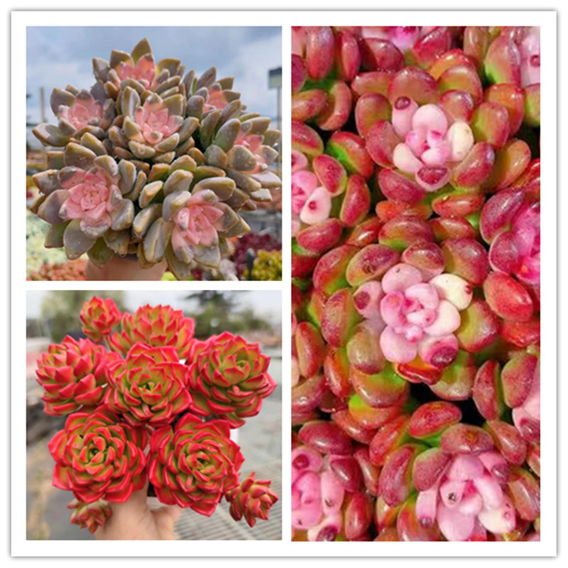 XS 完美仙子组合 多肉组合 新手好养带盆栽