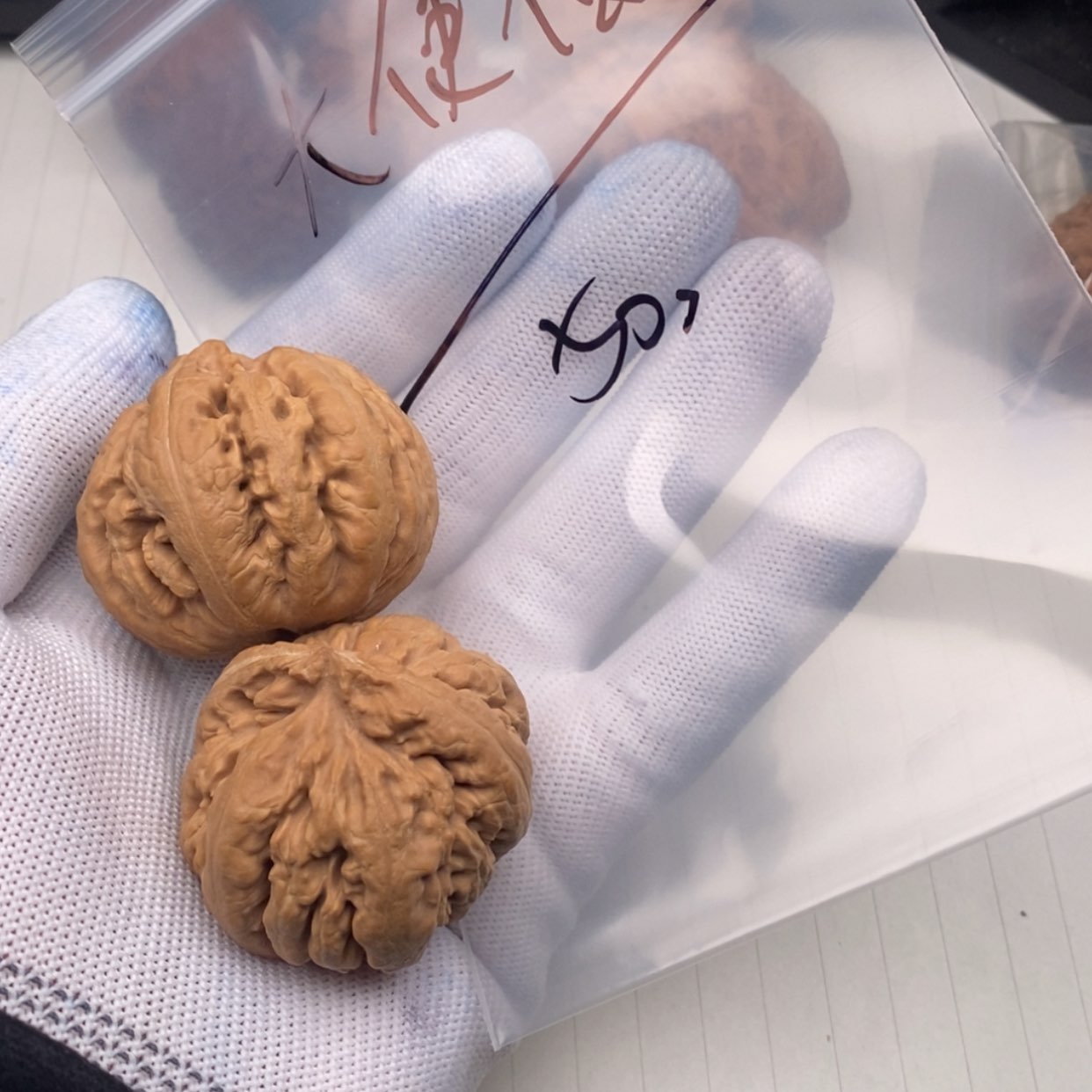 【闪购商品】文玩核桃吊坠大**爵霸王龙