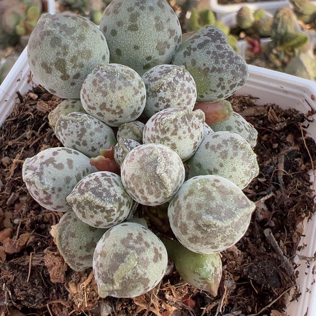 达摩海豹多头纯木质桩