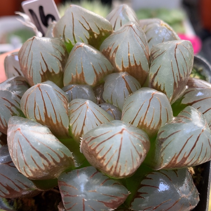 龙爪玉露带盆土发货