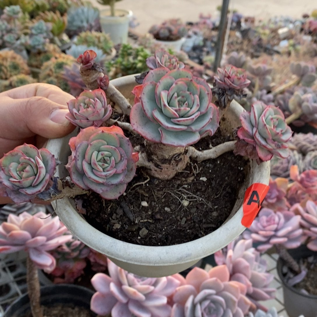 奶油黄桃多头群生老桩