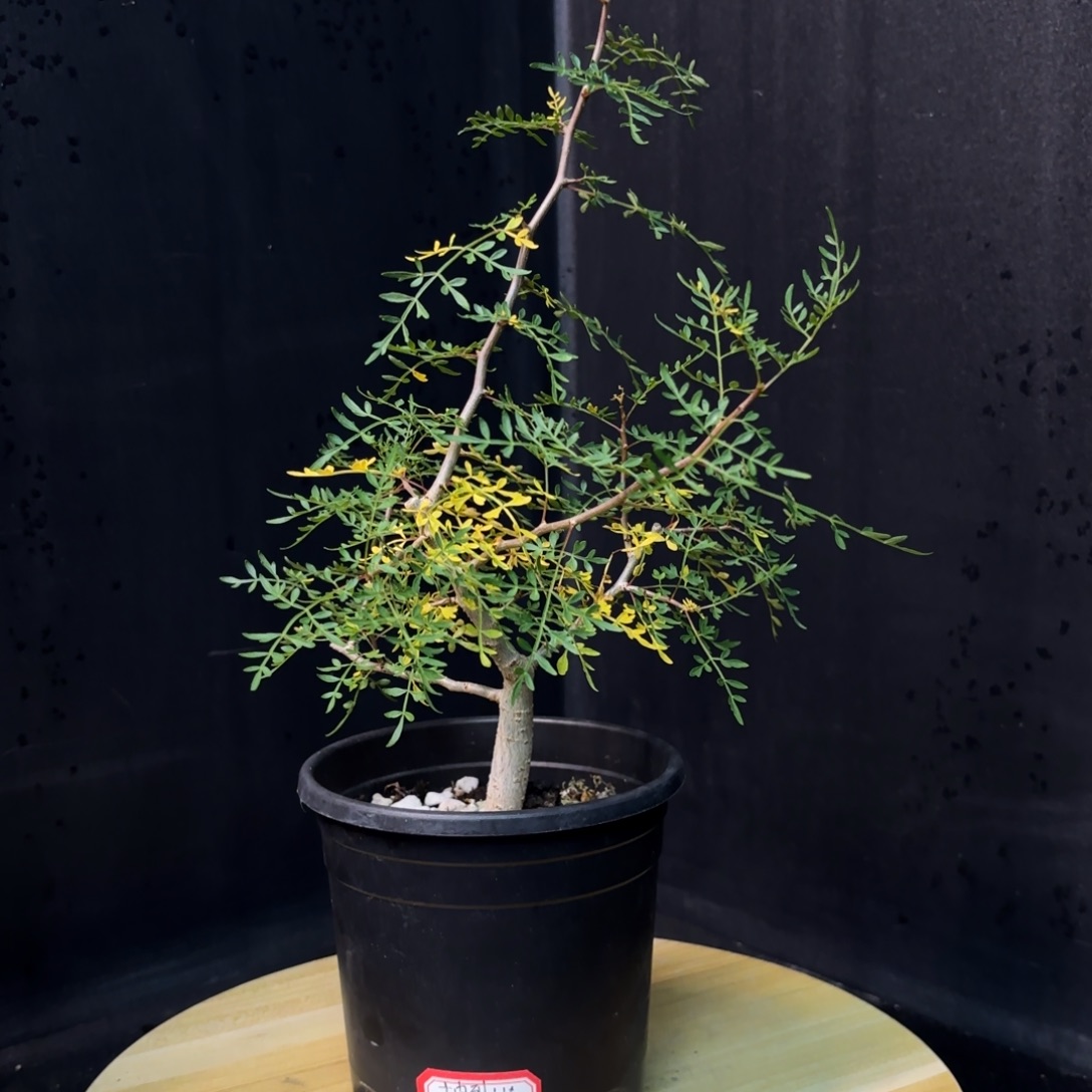 十字裂榄带盆发货