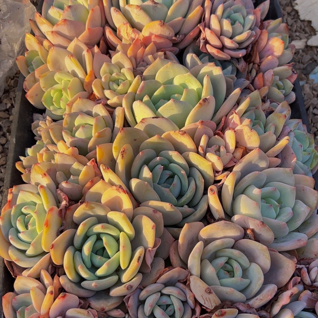 937多肉葡萄的味道是真的