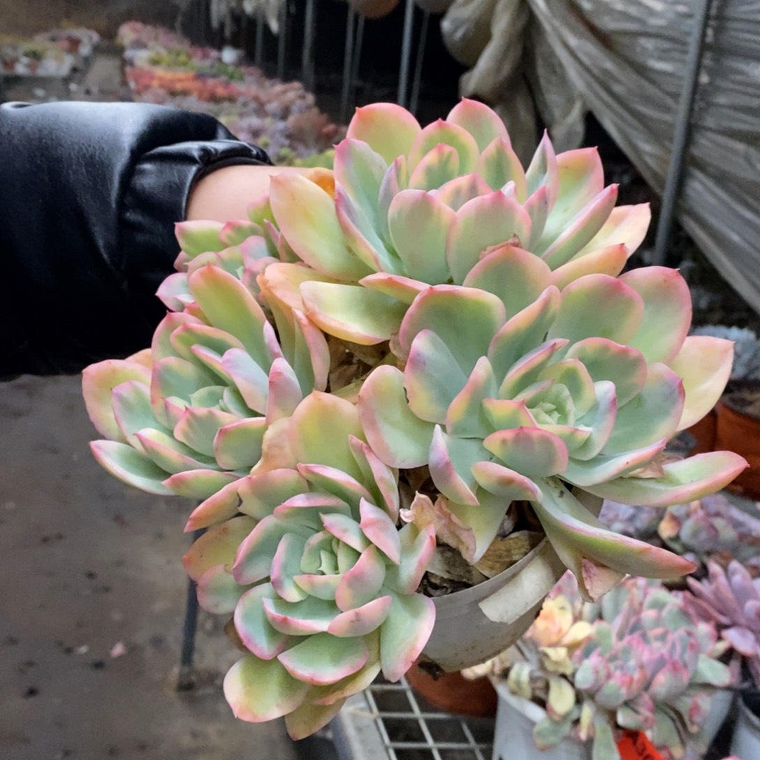 绮罗锦四大头起发