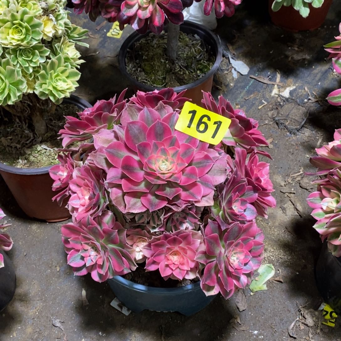 粉女巫多肉法师161